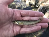 Texas Logperch, photographed in Texas
