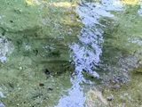 Silver Mullet, photographed in Florida