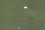 Black-spot Barb, photographed in Bangkok Metropolis