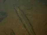 Longhead Darter, photographed in New York