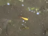 Variable Platyfish, photographed in California