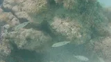 Lane Snapper
