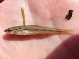 Blacknose Shiner, photographed in Ontario