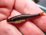 Metallic Shiner, photographed in Florida
