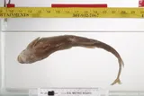 Shortnose Sucker, photographed in Oregon