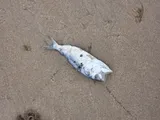 Atlantic Menhaden, photographed in Delaware