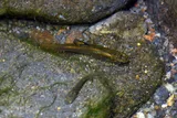 Shortfin Molly, photographed in Alajuela