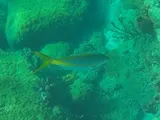 Yellowtail Snapper, photographed in Saint-Pierre