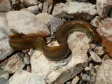 Ohio Lamprey, photographed in Kentucky
