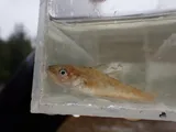 Pacific Tomcod, photographed in British Columbia