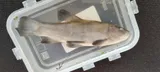 Tench