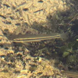 Hornyhead Chub, photographed in Missouri