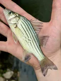 Yellow Bass, photographed in Texas