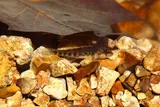 Buffalo Darter, photographed in Tennessee