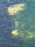Amargosa Pupfish, photographed in Nevada