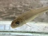 Bullhead Minnow, photographed in Ohio