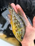 Warmouth, photographed in Kentucky