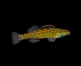 Christmas Darter, photographed in South Carolina