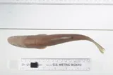 Umpqua Pikeminnow, photographed in Oregon