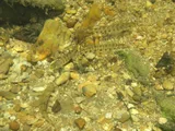 Tennessee Logperch, photographed in Tennessee