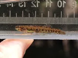 Swamp Darter, photographed in Florida