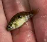 American Flagfish, photographed in Florida