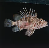 Hawaiian Turkeyfish, photographed in Hawaii