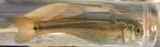Finescale Dace, photographed in Manitoba