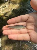 Suckermouth Minnow, photographed in Ohio