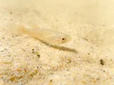 Mummichog, photographed in Maryland