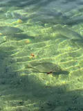 Nile Tilapia, photographed in Florida