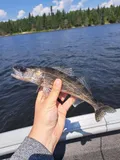 Sauger, photographed in Ontario