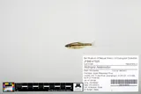 Blackchin Shiner, photographed in Minnesota