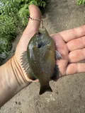 Redspotted Sunfish, photographed in Texas