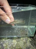Sooty Darter, photographed in Tennessee