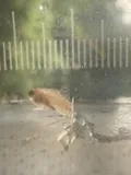 Fountain Darter, photographed in Texas