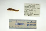 Orangefin Madtom, photographed in Virginia