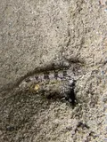 Shorthead Sculpin, photographed in Idaho