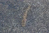 Northern Tidewater Goby, photographed in California