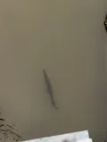 Shortnose Gar, photographed in Nebraska