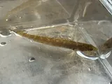 Greenfin Darter, photographed in North Carolina