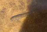 Tessellated Darter, photographed in Virginia