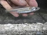 Tidewater Silverside, photographed in Florida