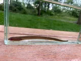 American Brook Lamprey, photographed in Ohio