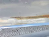 Gulf Pipefish, photographed in Louisiana