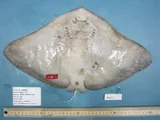 Smooth Butterfly Ray, photographed in North Carolina