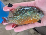Lepomis solis, photographed in Mississippi
