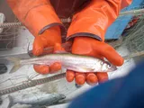 Pacific Rainbow Smelt, photographed in Alaska