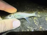 Common Snook, photographed in Florida
