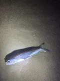 Gyre Flyingfish, photographed in North Carolina